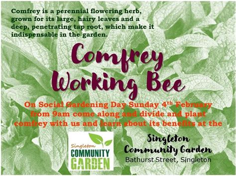 Comfrey Working Bee, Singleton Community Garden, Cessnock, 4 February ...