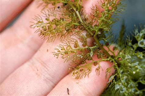 Utricularia or Bladderworts - Environment Notes