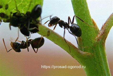 Садовые муравьи, их вред и польза. Методы борьбы с муравьями | Все про ...