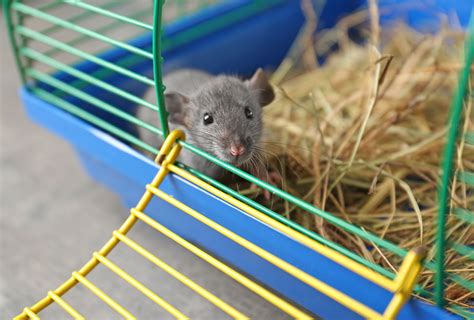 Pet Rats Cages