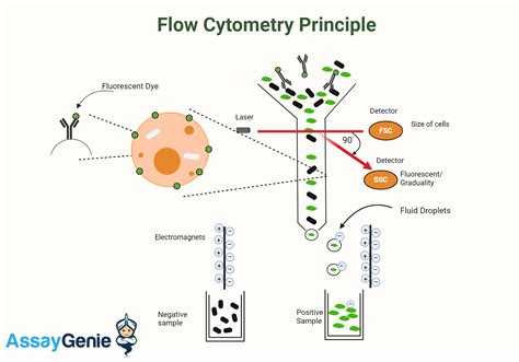 Image result for Flow Cytometry Now