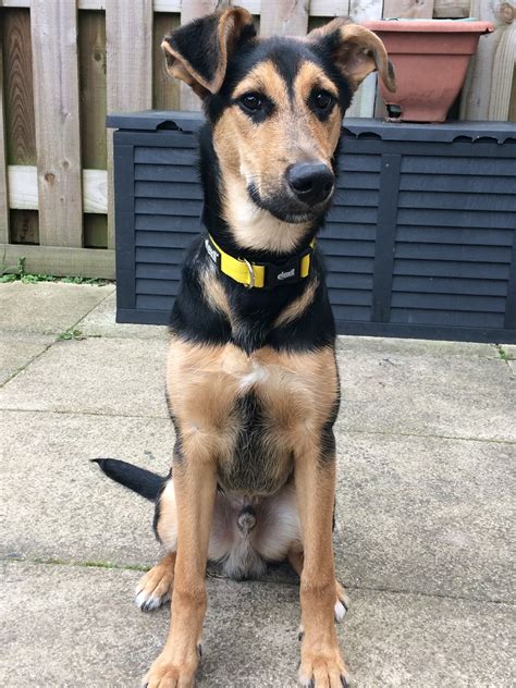 German Shepherd Whippet Mix Puppy