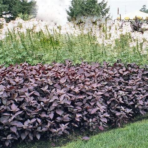 Alternanthera Seeds Alternanthera Purple Knight Seeds Heat - Etsy India