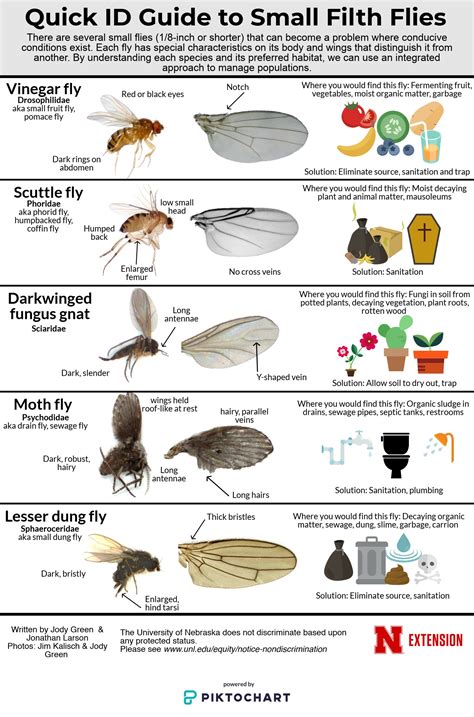 Types Of Gnats In Florida