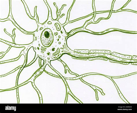 Illustration depicting the motor neuron cell, showing the cell body ...