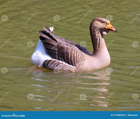 The African Goose in Wild, is a Breed of Goose. Stock Photo - Image of ...