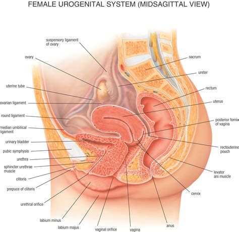 Female Anatomy Drawing Organs