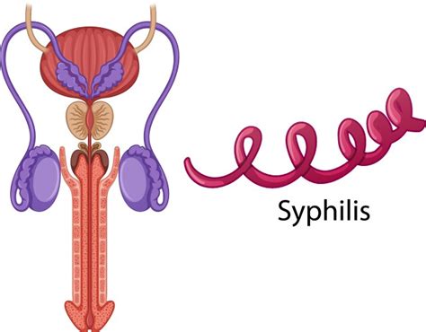 Male Reproductive System Animation 的图像结果