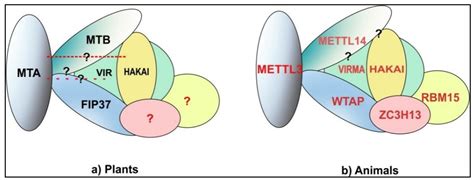N6-methyladenosine (m6A): Revisiting the Old with Focus on New, an ...