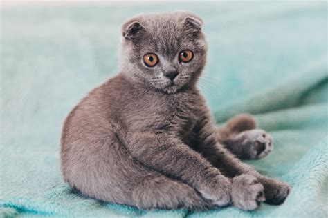 Image result for AST Python Viualization