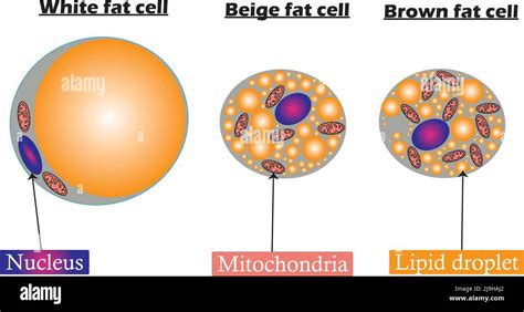 Fat Cell Structure 的图像结果