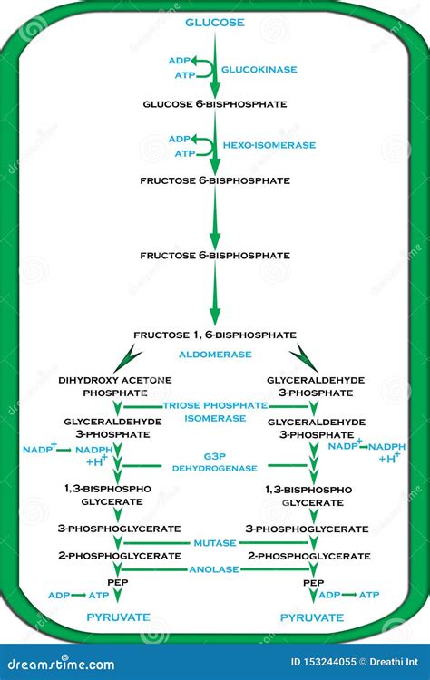Cycle of Glycolysis in Plants Stock Illustration - Illustration of molecules, sequence: 153244055