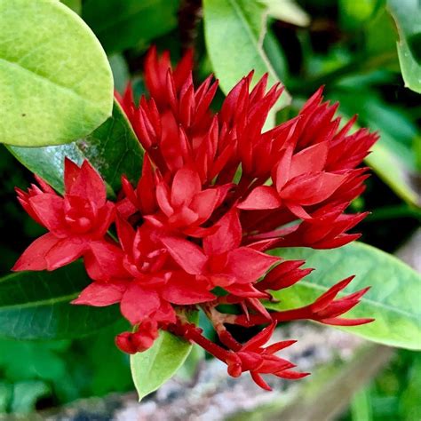 Punarva Ixora/Chethi PlantRongon Plant Ixora Chethi Red Plant Live ...