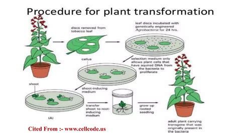 Transformation Genetics 的图像结果