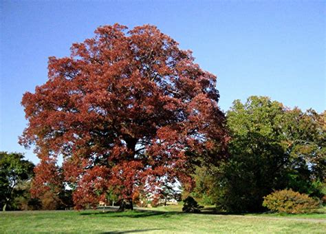 White Oak Tree In Fall