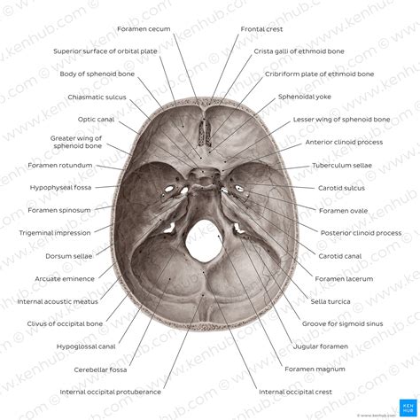 Skull: Foramina, fissures and contents | Kenhub