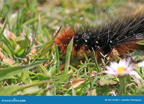 Garden Tiger Moth Caterpillar Stock Photo - Image of hairy, tiger: 43114704