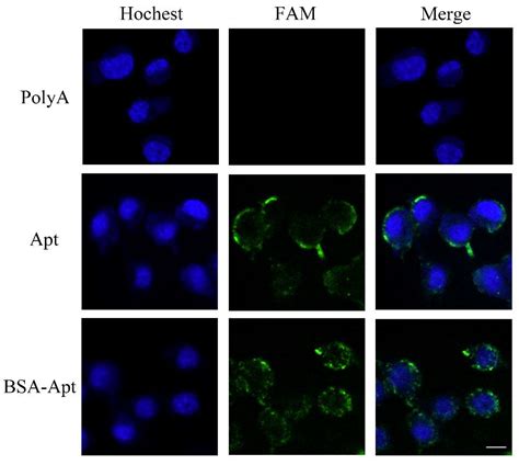 Novel Complex of PD-L1 Aptamer and Albumin Enhances Antitumor Efficacy ...