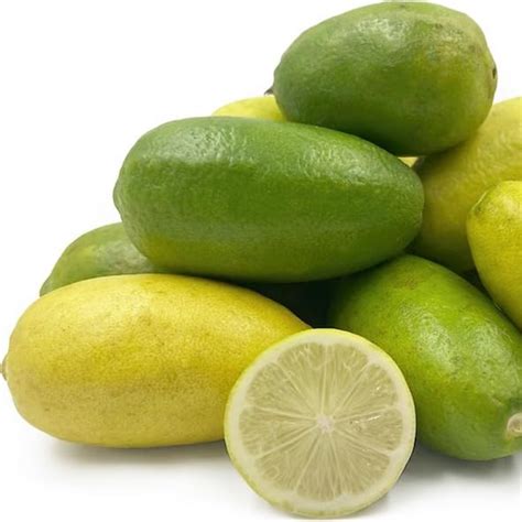 Citrus Lemon - Gandharaj Lemon - Hybrid Fruit Plant – M-Tech Gardens
