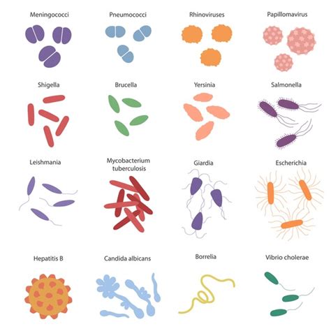 Image result for Classification of Bacteria