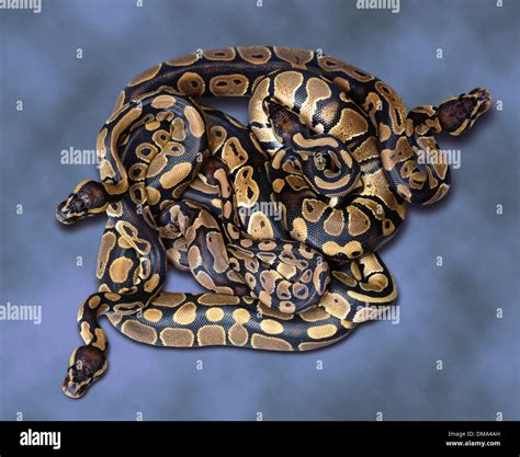 Young Royal Pythons Stock Photo - Alamy
