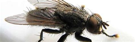 Why the pesky makkhi is suddenly making headlines