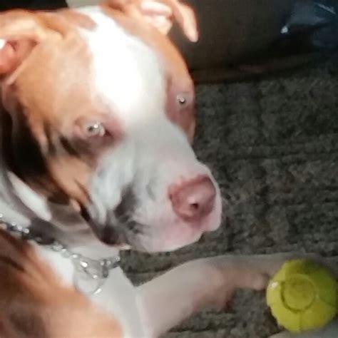 Colossal Questions Dogs 的图像结果