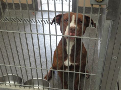 Patch Visits the Town of Oyster Bay Animal Shelter | Syosset, NY Patch