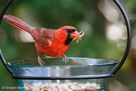 Mealworms on the Menu: A Guide to Feeding Your Backyard Birds Live Mealworms | Nature Notes Blog