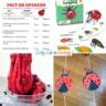 Image result for Ladybug Science Activities
