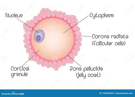 Structure Of Ovum