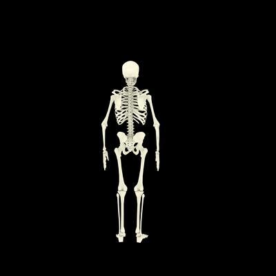 Animated Human Body 的图像结果