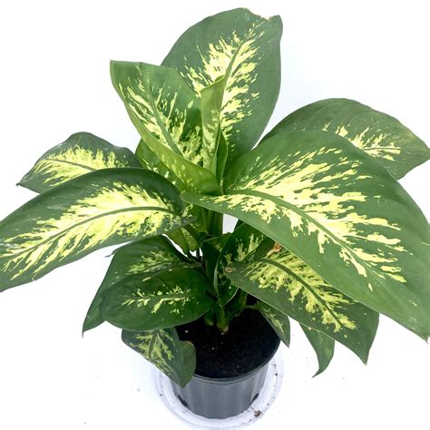 Dieffenbachia ‘Tropic Snow’ (Dumb Cane) – Vern Goers Greenhouse