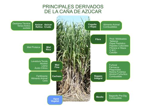 Producción de derivados de la caña de azúcar - TV Yumurí