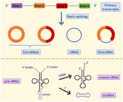Cancers | Special Issue : Circular RNAs: New Insights into the ...