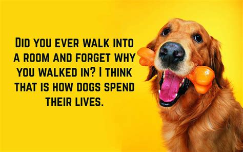 Funny Dog Quotes | Text & Image Quotes | QuoteReel