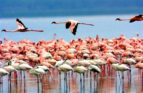Boat Ride Safari at Lake Naivasha, Kenya | Book Naivasha tour at best ...