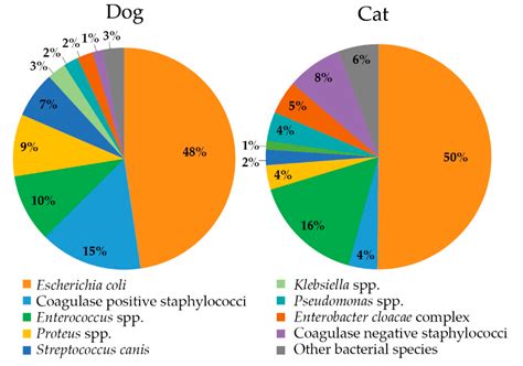 Can Amoxicillin Treat Uti In Dogs