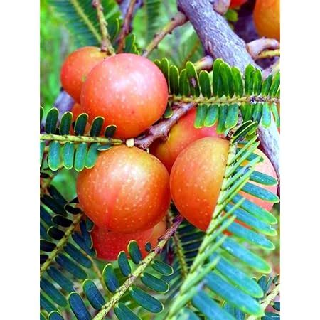 EVERGREEN PLANT RED AMLA GRAFTED LIVE PLANTS THAI VERAITY (AMLOKI ...