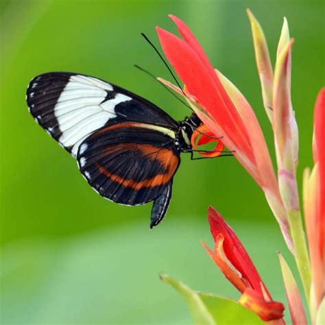 Download Majestic Black and Orange Butterfly Splendor Wallpaper ...