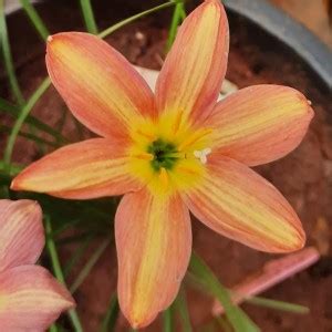 ARYNA RUSTIC RAY RAIN LILY Seed Price in India - Buy ARYNA RUSTIC RAY ...