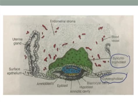 Image result for 2nd Week of Development