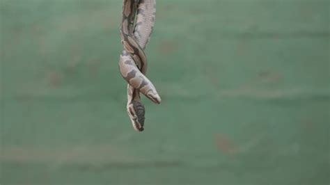 Image result for Pygmy Python