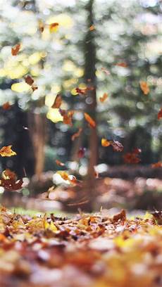 Pretty Fall Wallpaper Iphone 7 by 8 Free Autumn Inspired Iphone 7 Plus Wallpapers Preppy Pretty Fall Wallpaper Iphone 7