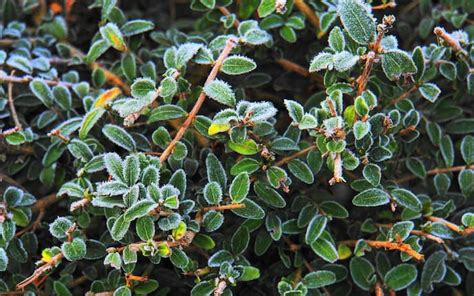 Die mystische Macht der Gemeinen Hasel - Servus