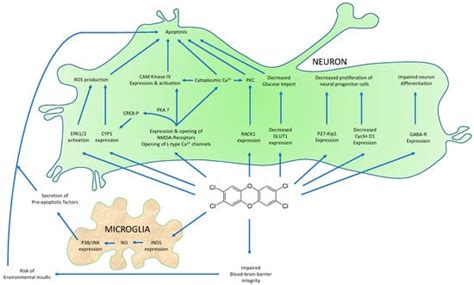 The Aryl Hydrocarbon Receptor and the Nervous System