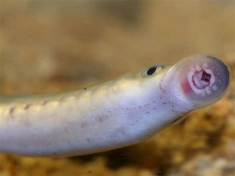 东北七鳃鳗 Lampetra morii - 物种库 - 国家动物标本资源库