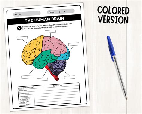 Human Brain Parts Labeling Worksheet | Anatomy of the Brain | Parts of the Human Brain ...