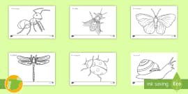 Hojas de colorear: Bichos (teacher made) - Twinkl