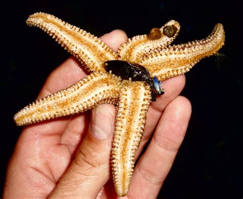 Reino Metazoa - Filo Echinodermata